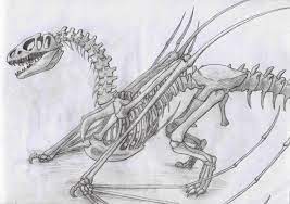 Je dois insérer l'image d'un skelette de dragon ici